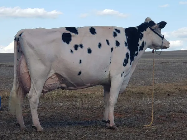 CAPAL: Vaca holandesa de cooperado recebe pontuação máxima e inédita no Brasil