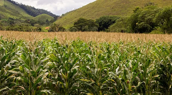 IBGE: Estimativa de agosto prevê queda de 1,0% na safra de 2021, totalizando 251,7 milhões de toneladas