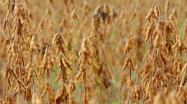 PAM: Valor da produção agrícola nacional cresce 30,4% e chega a R$ 470,5 bilhões, recorde da série