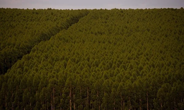 SILVICULTURA: Florestas plantadas no Brasil somam 9,3 milhões de hectares em 2020