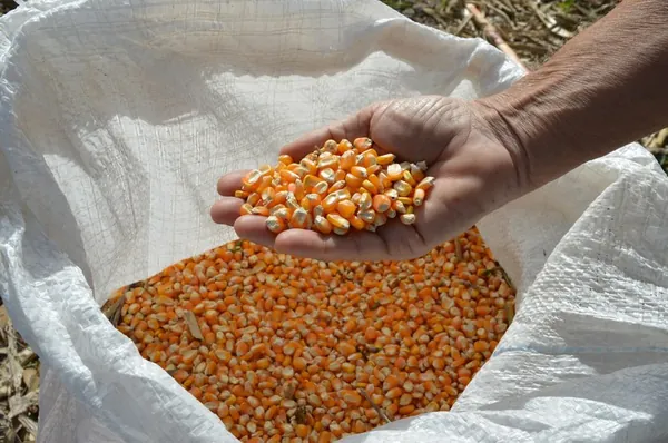 PORTARIA: Mapa e Ministério da Economia definem volume de compra de milho para o Programa de Venda em Balcão