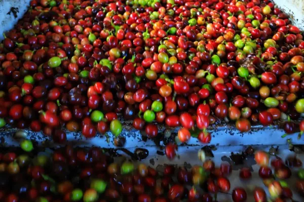 CONCURSO: Organização divulga competidores do Café Qualidade Paraná 2021
