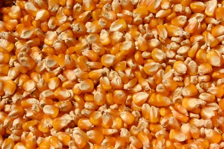 graos 03 11 2021
