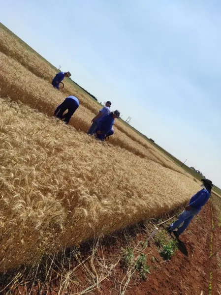 COOPAVEL: Teste de produtividade mostra potencial de cultivares de trigo