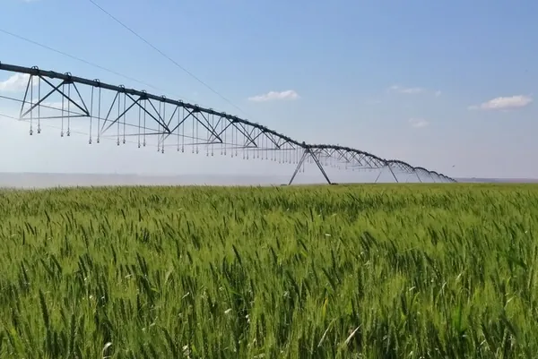ZARC: Zoneamento Agrícola de Risco Climático para o trigo tem atualização para a próxima safra