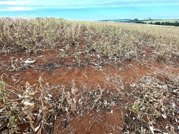 ESTIAGEM: Sistemas OCB e Ocepar participam de reuniões com o Poder Executivo para discutir demandas de crédito rural