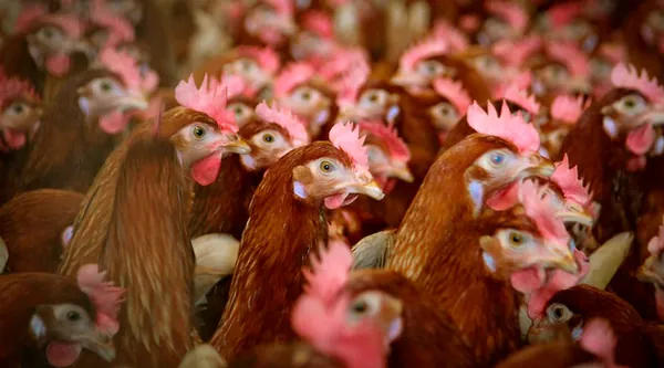 PECUÁRIA: Abate de frangos e suínos bate recorde e o de bovinos volta a cair em 2021