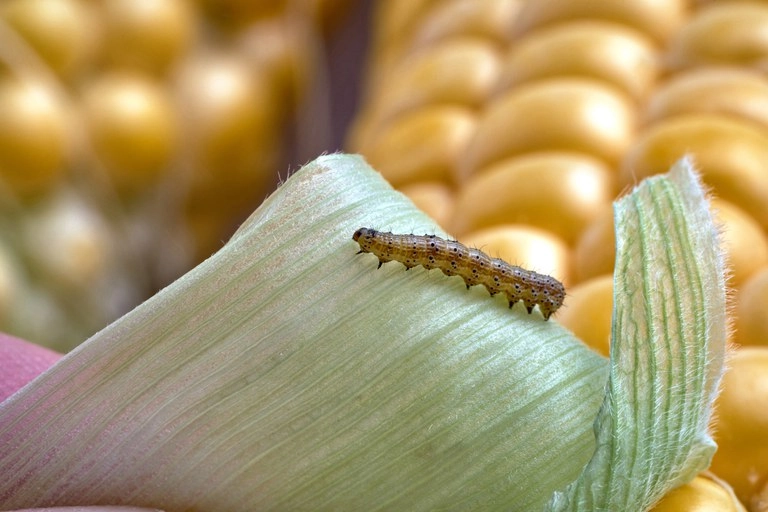 defesa agropecuaria 19 04 2022