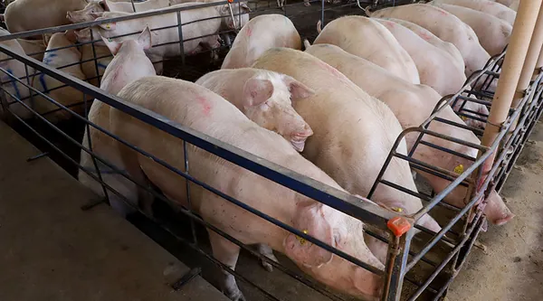 IBGE: Abate de frangos recua no 1° trimestre, mas o de bovinos e suínos cresce