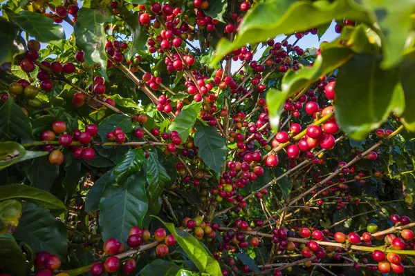 VBP: Valor da Produção Agropecuária de 2022 é estimado em R$ 1,236 trilhão