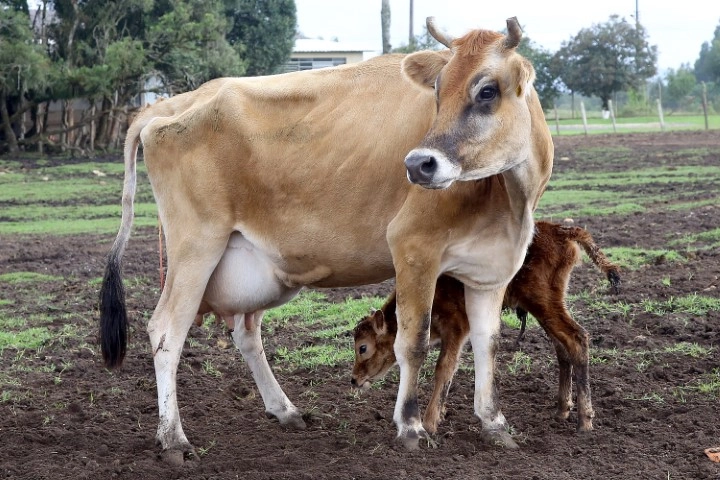 defesa agropecuaria 19 05 2022