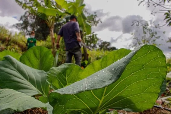 LEGISLATIVO: Comissão discute políticas públicas para agricultura familiar e reforma agrária