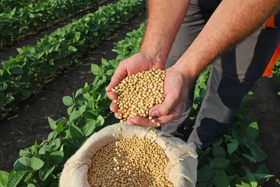 AGRICULTURA FAMILIAR: Selo Biocombustível Social promove a inclusão e capacitação técnica de agricultores familiares