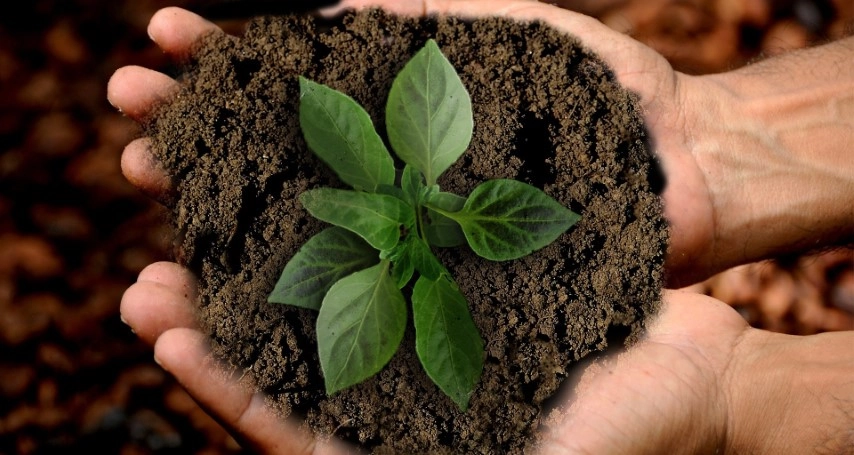 origem vegetal 24 10 2022