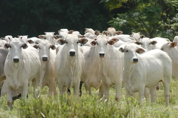 NOTA CONJUNTA: Fim das restrições do Catar à importação de carne bovina brasileira em razão do caso de EEB atípica no Pará