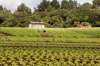 PAA: Sancionada lei que retoma o Programa de Aquisição de Alimentos