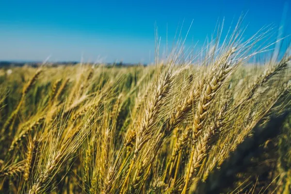 EVENTO: Dia de Campo de Inverno será dia 4 de agosto na Embrapa Soja