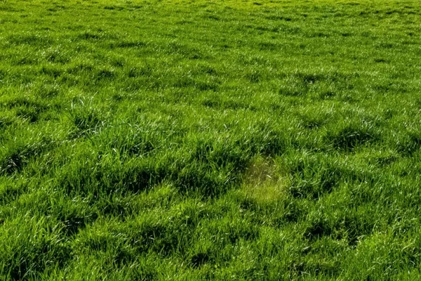 AGRO: Cocari orienta sobre manejo de pastagens e estratégias nutricionais para o gado no período de seca