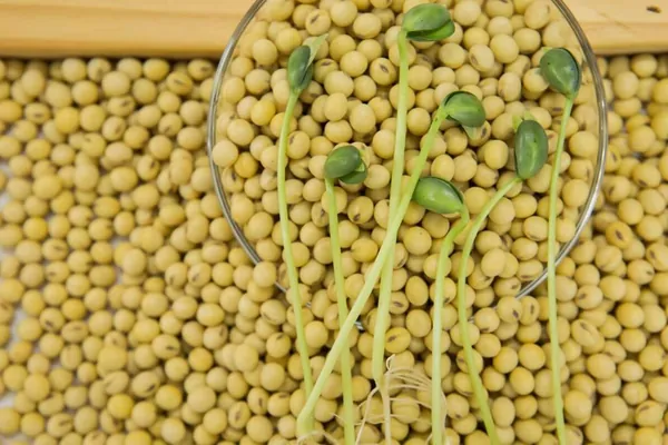 AGRO: Em vez de quilos, Cocamar agora vende ao produtor um número preciso de sementes