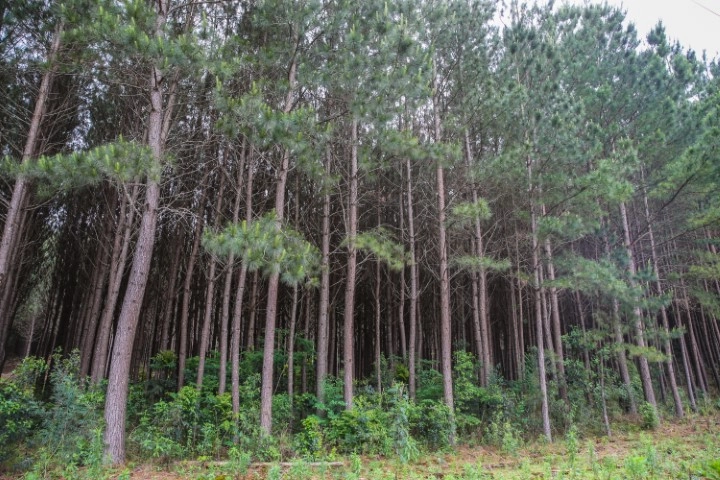 florestas plantadas 28 09 2023