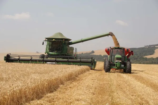 AGRO: Cevada chega a 80% de área colhida nas unidades da Capal