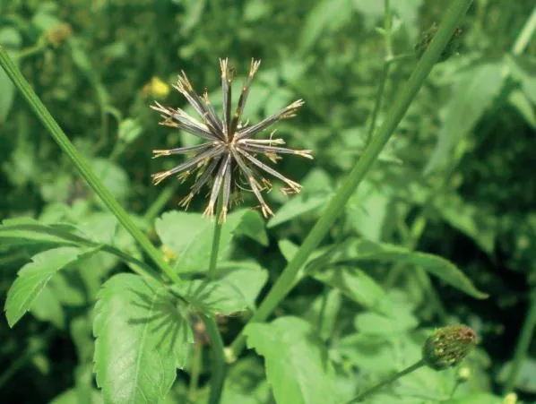 PLANTAS DANINHAS: Identificado novo caso de resistência ao glifosato