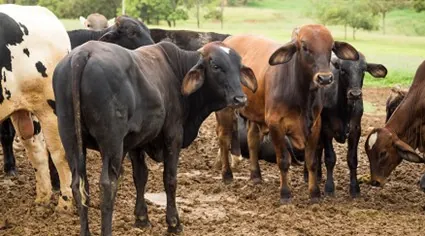 PRODUÇÃO PECUÁRIA: Abate de animais cresce no terceiro trimestre, com recorde de bovinos e suínos