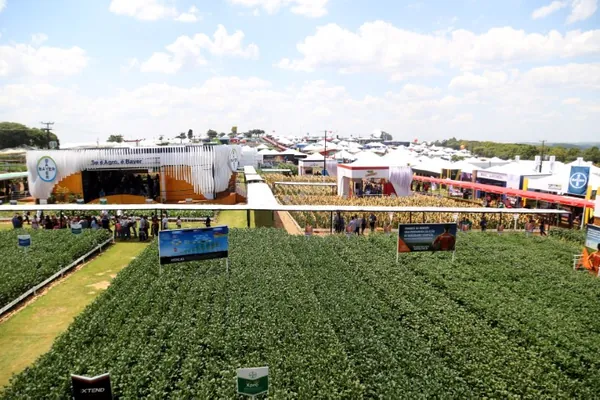 SANIDADE: Para prevenir gripe aviária, Adapar renova proibição de aves em eventos agropecuários