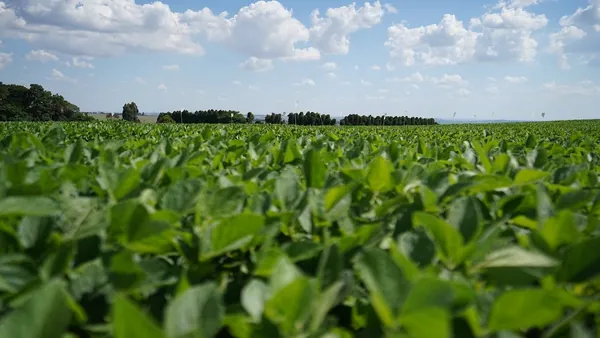 AGRO: Capal abre 270 vagas temporárias para safristas em sete unidades do PR e SP