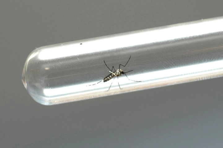 dengue 12 03 2024