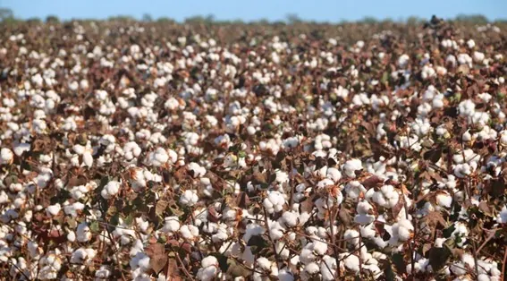 IBGE: Estimativa de maio aponta safra 5,9% menor em 2024, refletindo os problemas climáticos do ano