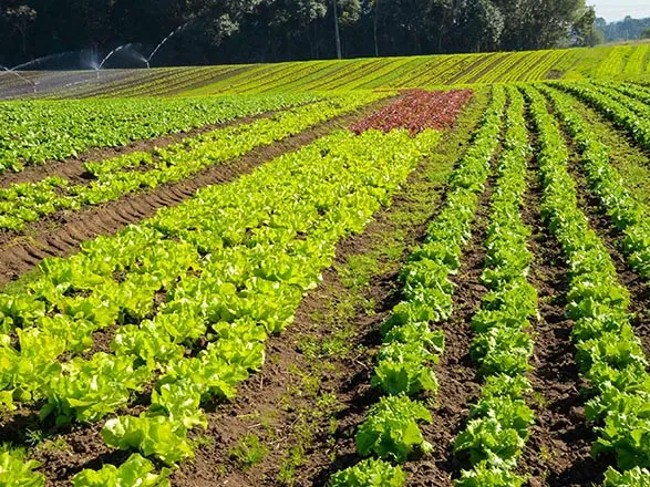 Prêmio Orgulho da Terra divulga lista dos 19 produtores vencedores de 2024