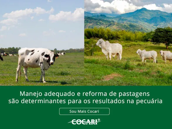 Manejo adequado e reforma de pastagens são determinantes para os resultados na pecuária