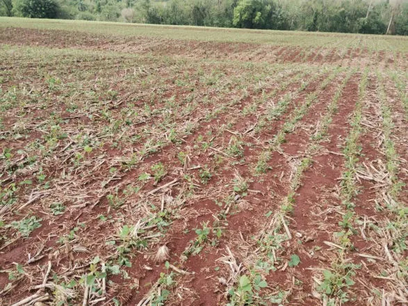 Sistema Faep, em conjunto com outras entidades, pede ampliação do crédito para amortização de dívidas por eventos climáticos