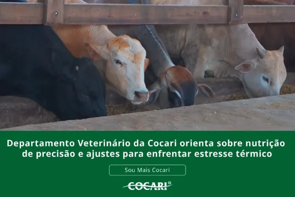 Zootecnista da Cocari orienta sobre nutrição de precisão e ajustes para enfrentar o estresse térmico