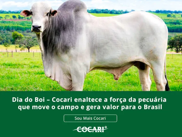 Dia do Boi – Cocari enaltece a força da pecuária que move o campo e gera valor para o Brasil