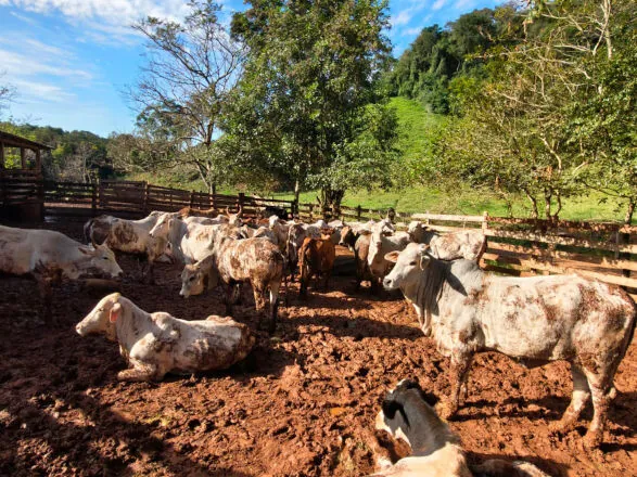 Atualização de rebanhos chega a 67% no Paraná; prazo encerra em 30 de junho