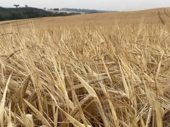 Cevada avança na área da Integrada