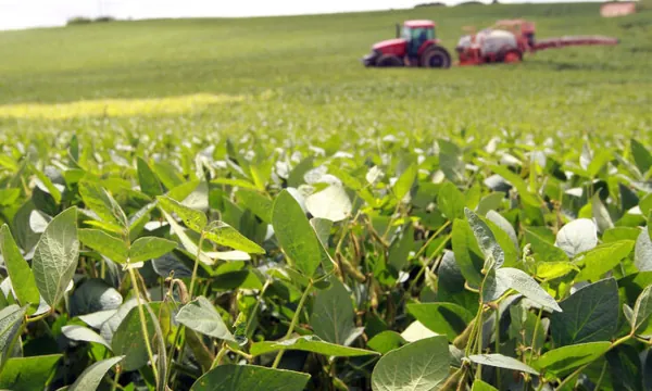 Paraná consolida safra de verão recorde puxada pela soja e milho, aponta boletim do Deral