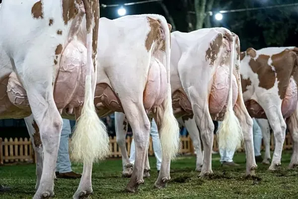 Expoleite coloca a genética leiteira em evidência nos Campos Gerais