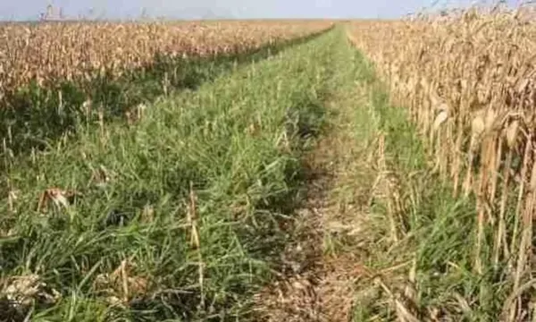 Com braquiária, produtor vai enfrentar melhor o El Niño
