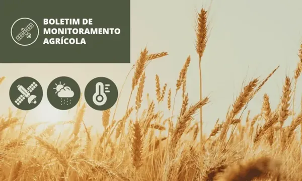 Lavouras de trigo apresentam crescimento no índice de vegetação nas principais regiões produtoras monitoradas pela Conab