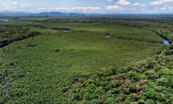 Paraná reduziu em 87,5% desmatamento da Mata Atlântica entre 2020 e 2025