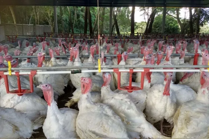 conjuntura agro 03 07 2026