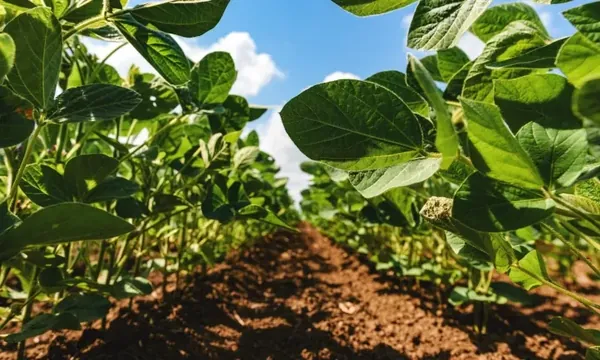 Sicredi Dexis projeta liberar R$ 4 bi no Plano Safra; governo reduz taxas nas linhas de crédito