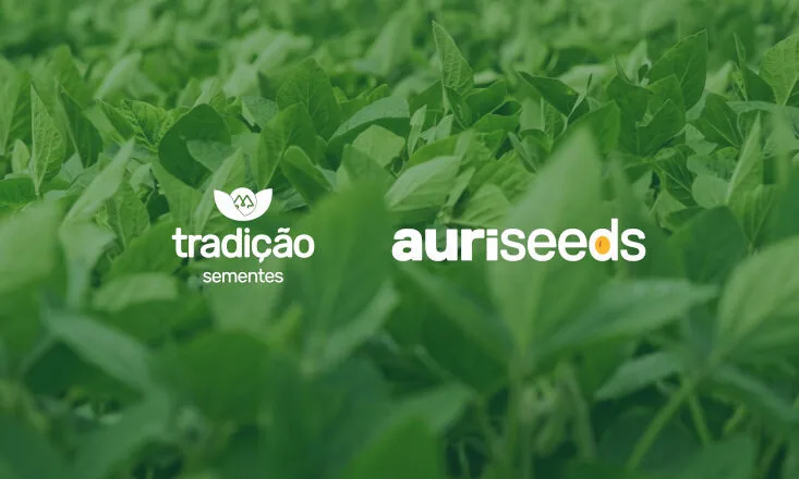 tradicao 07 07 2026