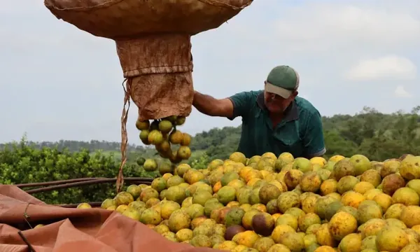 Safra de laranja 2026/27 começa com boa expectativa de produção e foco nas exigências do mercado
