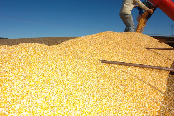  Publicada portaria que define preços mínimos para os produtos de verão e regionais das safras 2026/27 e 2027