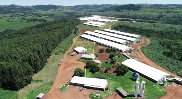 Unidade de Produção de Leitões da Coopavel é a maior da América Latina
