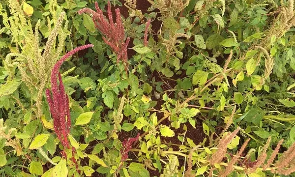Soja Talks debate como avanço do caruru-roxo exige nova postura no manejo da planta daninha